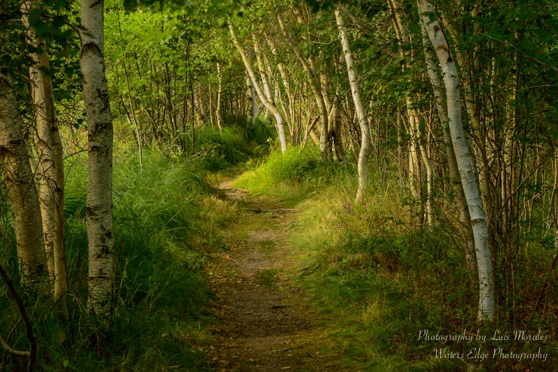 "Elvin Path"... Acadia National Park, ME
